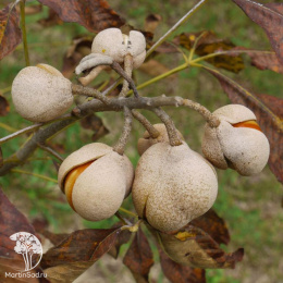 Каштан конский павия Хумилис на штамбе