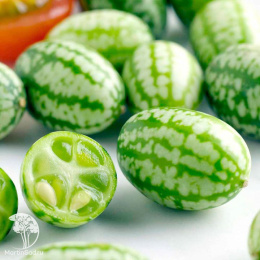 Мелотрия (Мышиная дыня) Полосатик