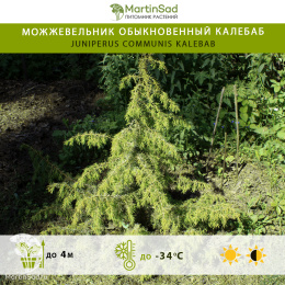 Можжевельник обыкновенный Калебаб