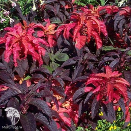 Амарант Гламурный блеск (двуцветный)