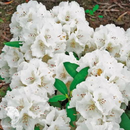 Рододендрон якушиманский Шнеекроне
