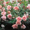 Роза рамблер Альбертин фото 1 