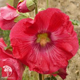 Мальва красная