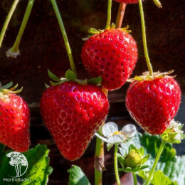 Земляника плакучая Гирлянда