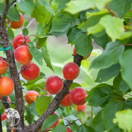 Абрикос Биг Ред