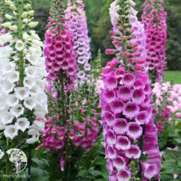 Наперстянка Лисичка, смесь сортов