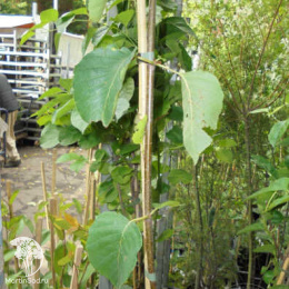 Берёза Сентинель Даргент