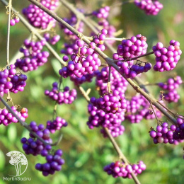 Каликарпа бодиньера Империал Пёрл на штамбе