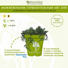 Можжевельник горизонтальный Айс Блю