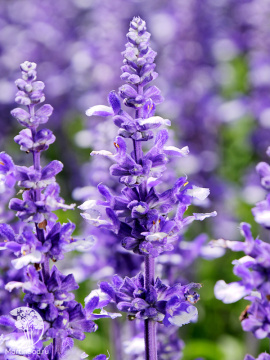 Фото Шалфей мучнистый Эволюшн Виолет