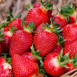 Клубника Корона
