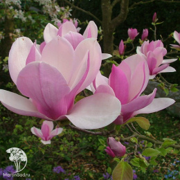 Магнолия суланжа Бургунди