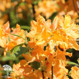 Азалия Голден Лайтс