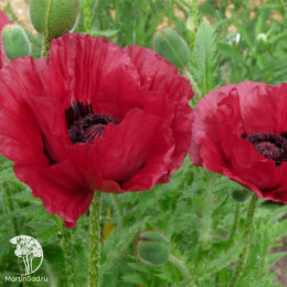 Мак восточный Марлин