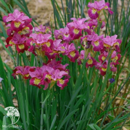 Ирис Мисс Эпл