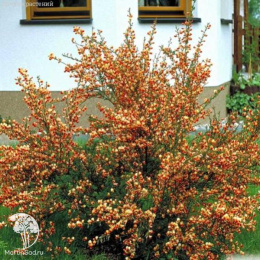Ракитник Палетт