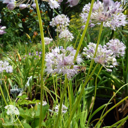 Лук стареющий