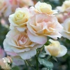 Роза чайно-гибридная Вайт Квин Элизабет фото 1 