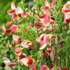 Ракитник Мария Бурквуд фото 2 