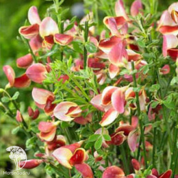 Ракитник Мария Бурквуд