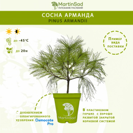Сосна Арманда