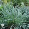 Коелерия сизая Кулио фото 2 