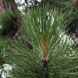 Сосна чёрная Pinus nigra