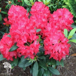Рододендрон гибридный Владислав Ягелло / Роял Ред