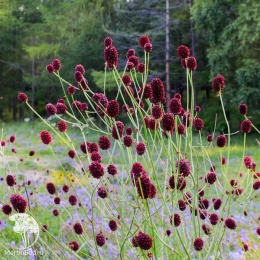 Кровохлёбка лекарственная Лемон Сплэш
