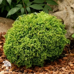 Кипарисовик горохоплодный Химе-савара