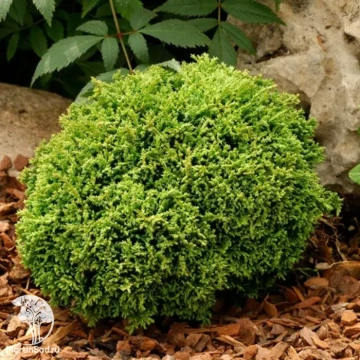 Фото Кипарисовик горохоплодный Химе-савара