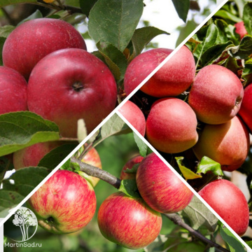 Фото Яблоня гибрид Лобо + Медуница + Орлинка