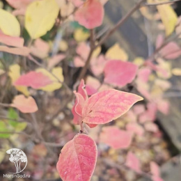 Сирень мелколистная Суперба