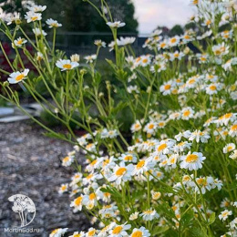 Пиретрум девичий Кампань