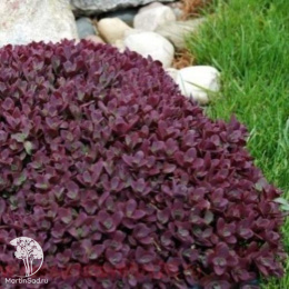 Седум гибридный Санспарклер Файеркрекер