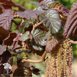 Лещина обыкновенная Ред Маджестик на штамбе