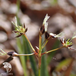Ожика альпийская