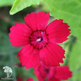 Гвоздика травянка Флэшинг Лайт