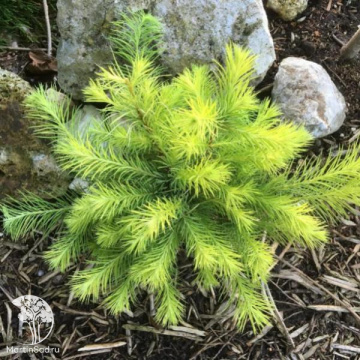 Фото Лиственница Кемпфера Мэджик Голд на штамбе