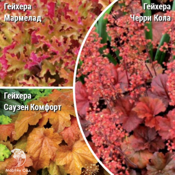 Фото Сверхвыгодный микс! Гейхера Мармелад + Гейхера Черри Кола + Гейхера Саузен Комфорт