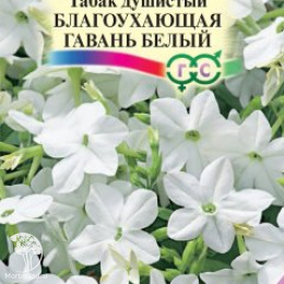 Табак Благоухающая гавань белая F1 душистый (серия Сад ароматов)