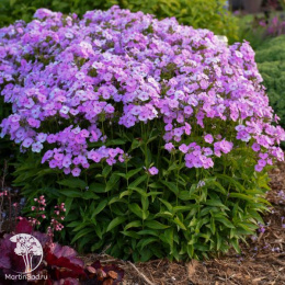 Флокс гибридный Опенинг Экт Блаш