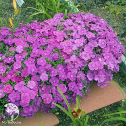 Гвоздика китайская Диана Блюберри