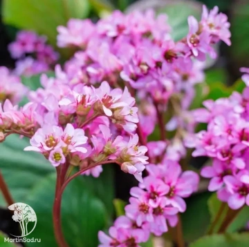 Фото Бадан гибридный Винтерглют