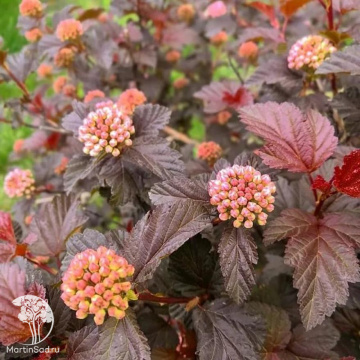 Фото Пузыреплодник калинолистный Мэджикал Свит Черри Ти