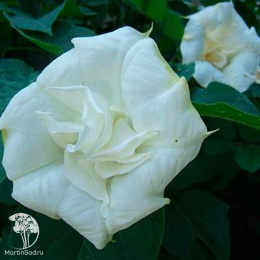 Дурман метел Балерина вайт