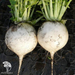 Дайкон Аккорд ---   Шед. мир. сел.