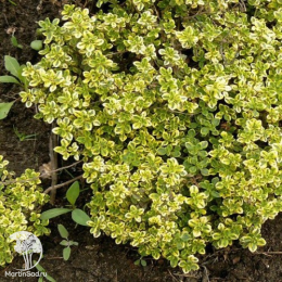 Набор для мяса тимьян Лимон Вариегата + шалфей Мерло Блю