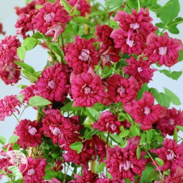 Клематис Ред Стар