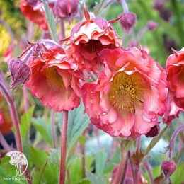 Geum Petticoats Pink Гравилат Петтикоатс Пинк